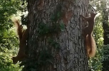 Eichhörnchen Verkehr